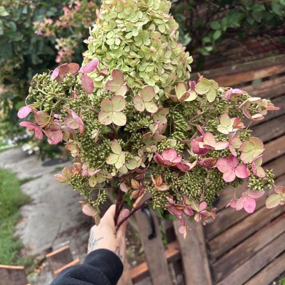 5 Stem All Natural Preserved Hydrangea Bundle Pink Green Floral Home Decor